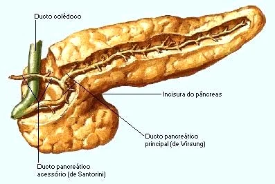 pancreas