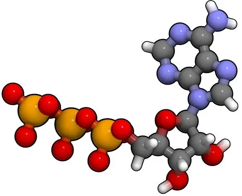 trifosfato de adenosina