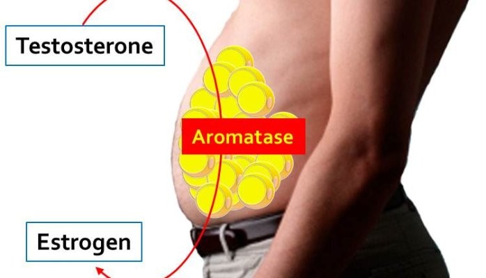 Aromatase